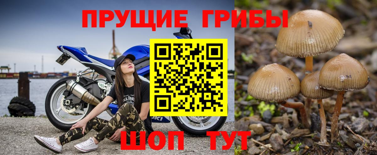 Псилоцибиновые грибы GOLDEN TEACHER Троицк